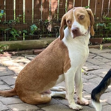 Enlarge Goldie, a Adoptable mixed breed in London, OH image 2/6