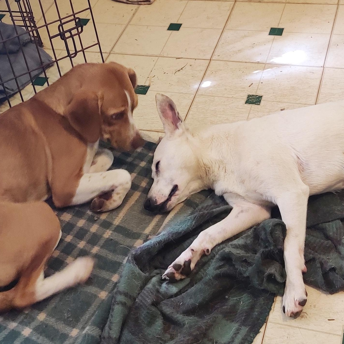 Enlarge Goldie, a Adoptable mixed breed in London, OH image 4/6