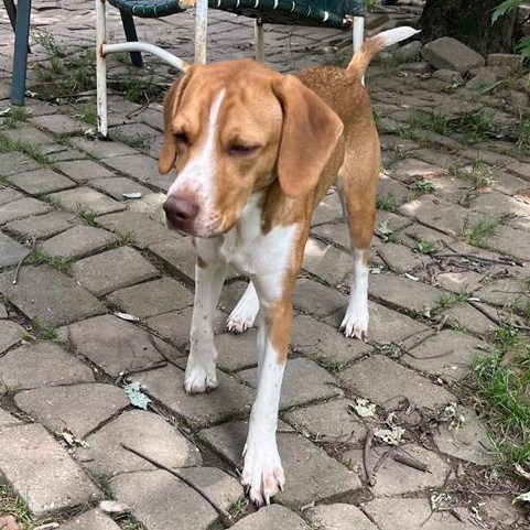 Enlarge Goldie, a Adoptable mixed breed in London, OH image 5/6