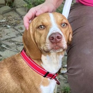 Goldie, Adoptable, Young Female Beagle & Hound.
