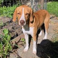 Enlarge Goldie, a Adoptable mixed breed in London, OH image 3/6