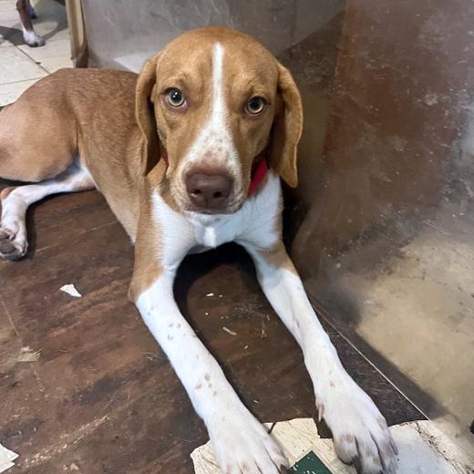 Enlarge Goldie, a Adoptable mixed breed in London, OH image 6/6