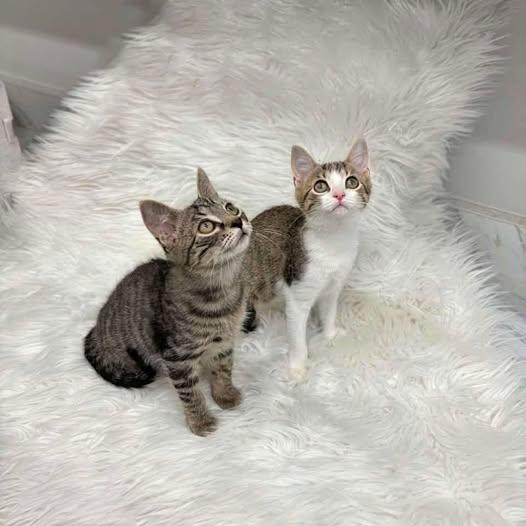 Fig - BONDED PAIR (Fig/Gooseberry), Adoptable, Young Female Domestic Short Hair.