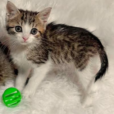 Enlarge Fig - BONDED PAIR (Fig/Gooseberry), a Adoptable Domestic Short Hair in Reading, PA image 2/2
