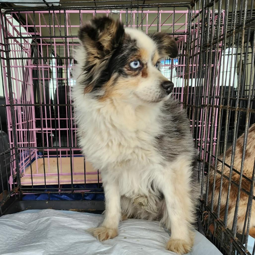 Enlarge Merlin, a Adoptable Australian Shepherd in Ada, MN image 1/1