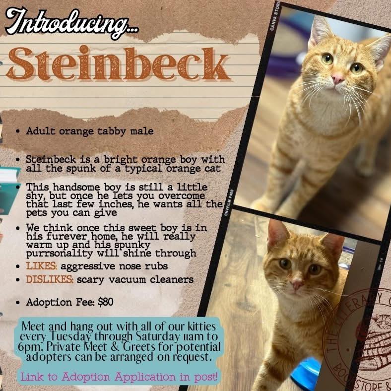 Steinbeck, Adoptable, Young Male Domestic Short Hair.