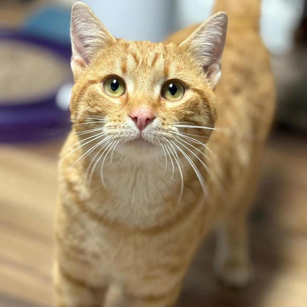 Enlarge Steinbeck, a Adoptable Domestic Short Hair in Pittsburg, KS image 2/2