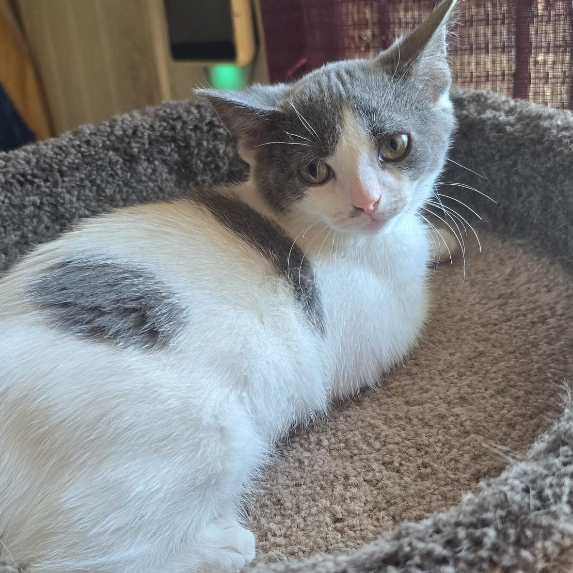 Charlotte, a Adoptable mixed breed in Moriches, NY image 3/3