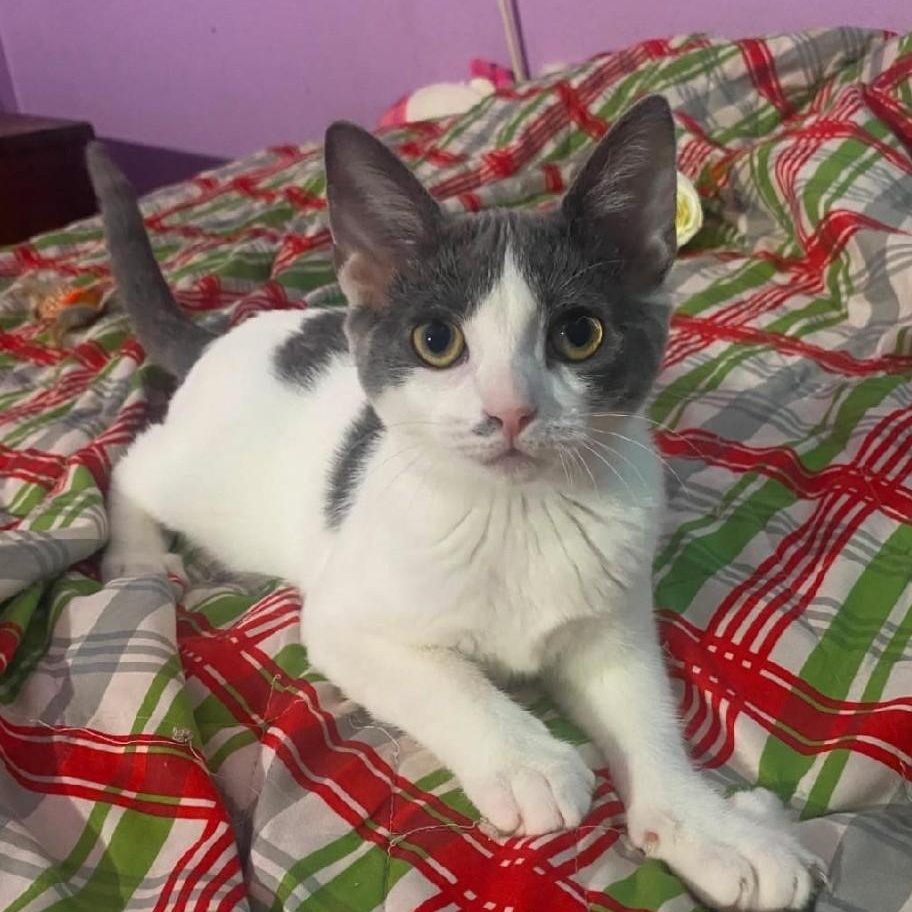 Charlotte, Adoptable, Kitten Female Domestic Short Hair.