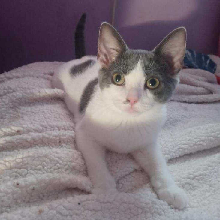 Charlotte, a Adoptable mixed breed in Moriches, NY image 2/3