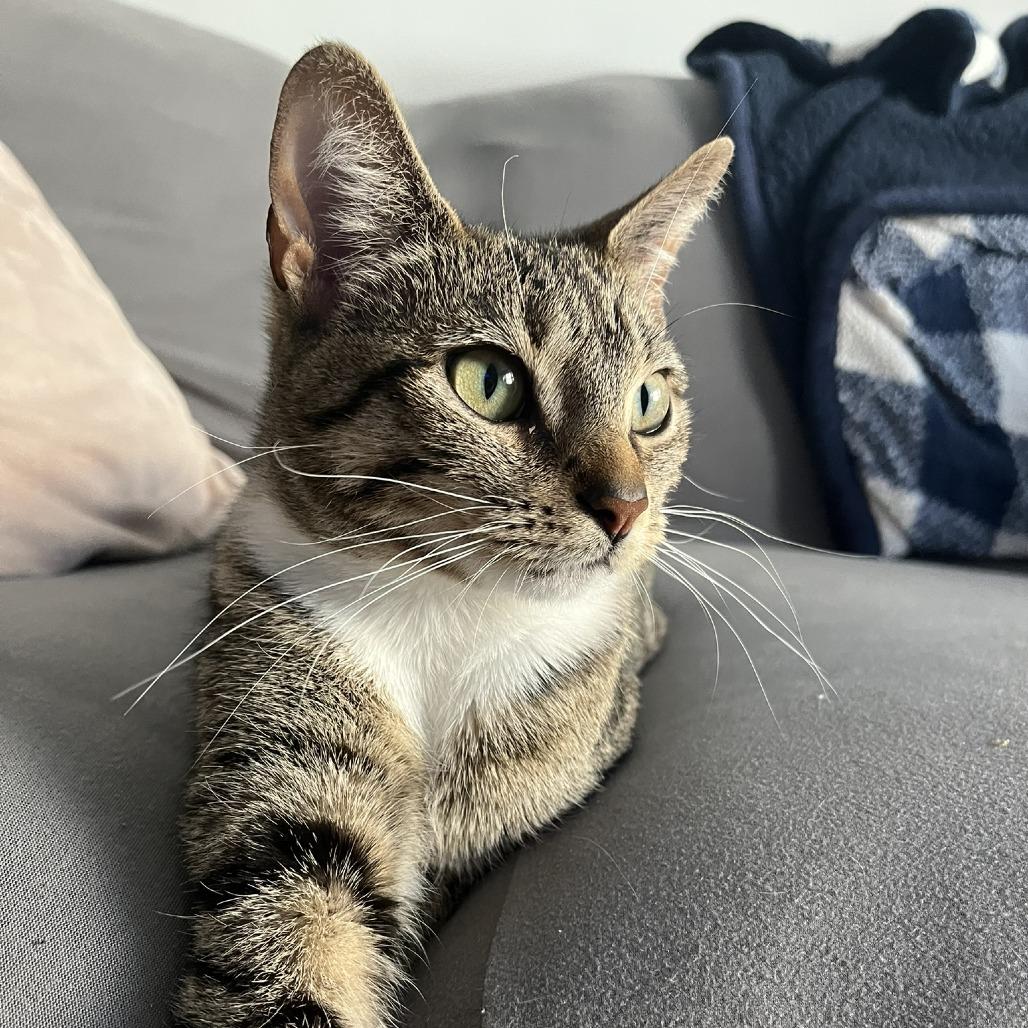 Boba, Baby Female Domestic Short Hair
