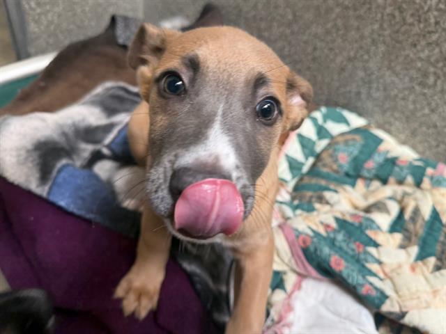 Enlarge MAVIS, a Adoptable mixed breed in Santa Rosa, CA image 1/1