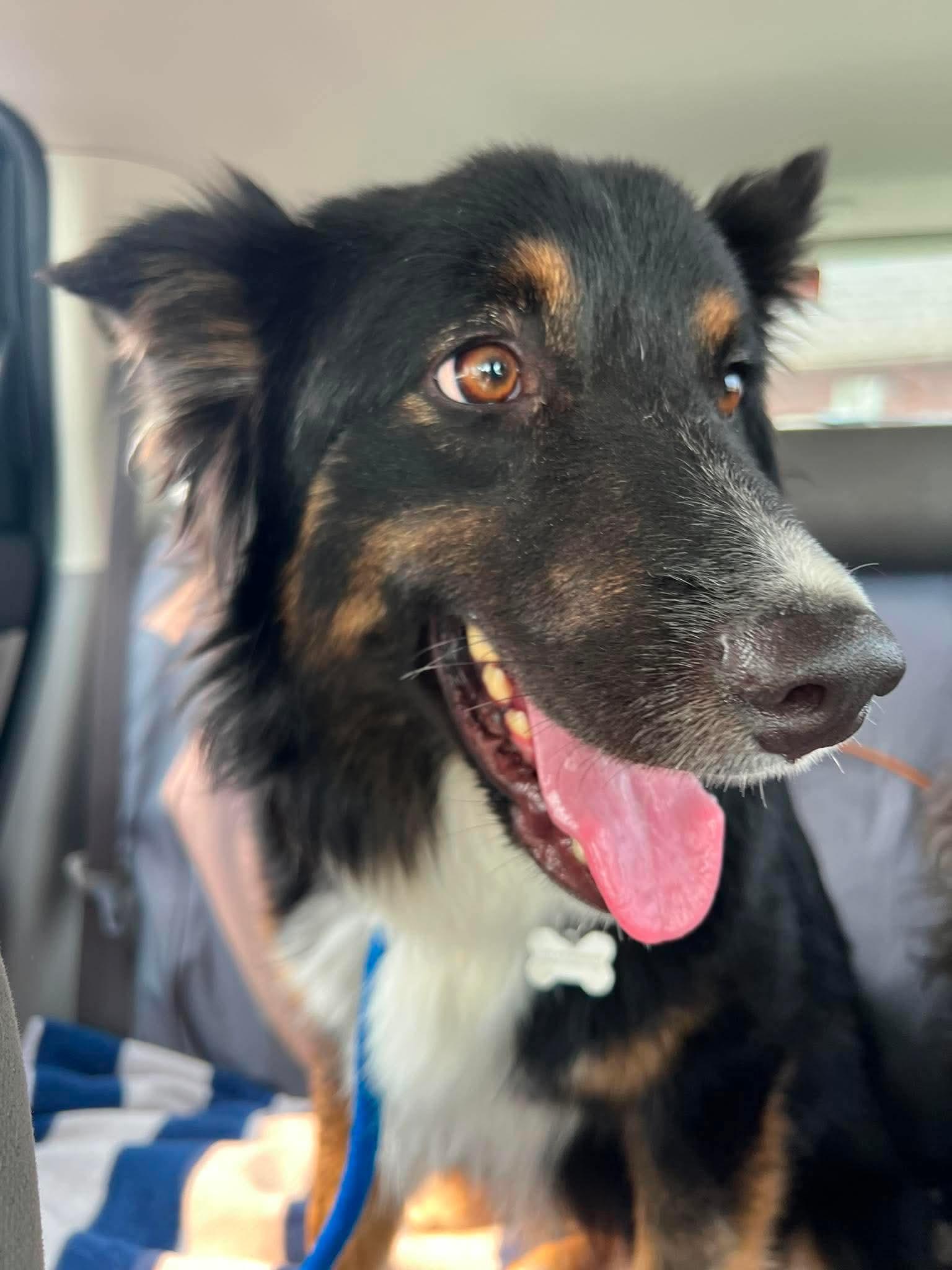 Enlarge Arlo, a ADOPTABLE mixed breed in COEUR D ALENE, ID image 3/3