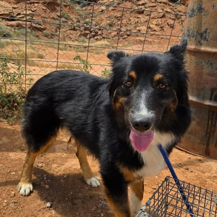 Arlo, ADOPTABLE, Adult Male Australian Shepherd & Border Collie.