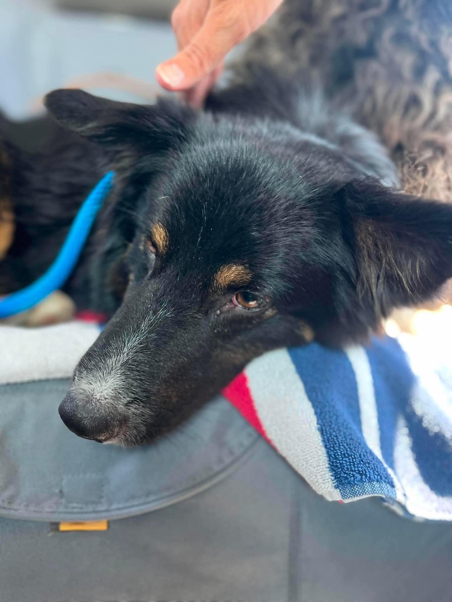 Enlarge Arlo, a ADOPTABLE mixed breed in COEUR D ALENE, ID image 2/3