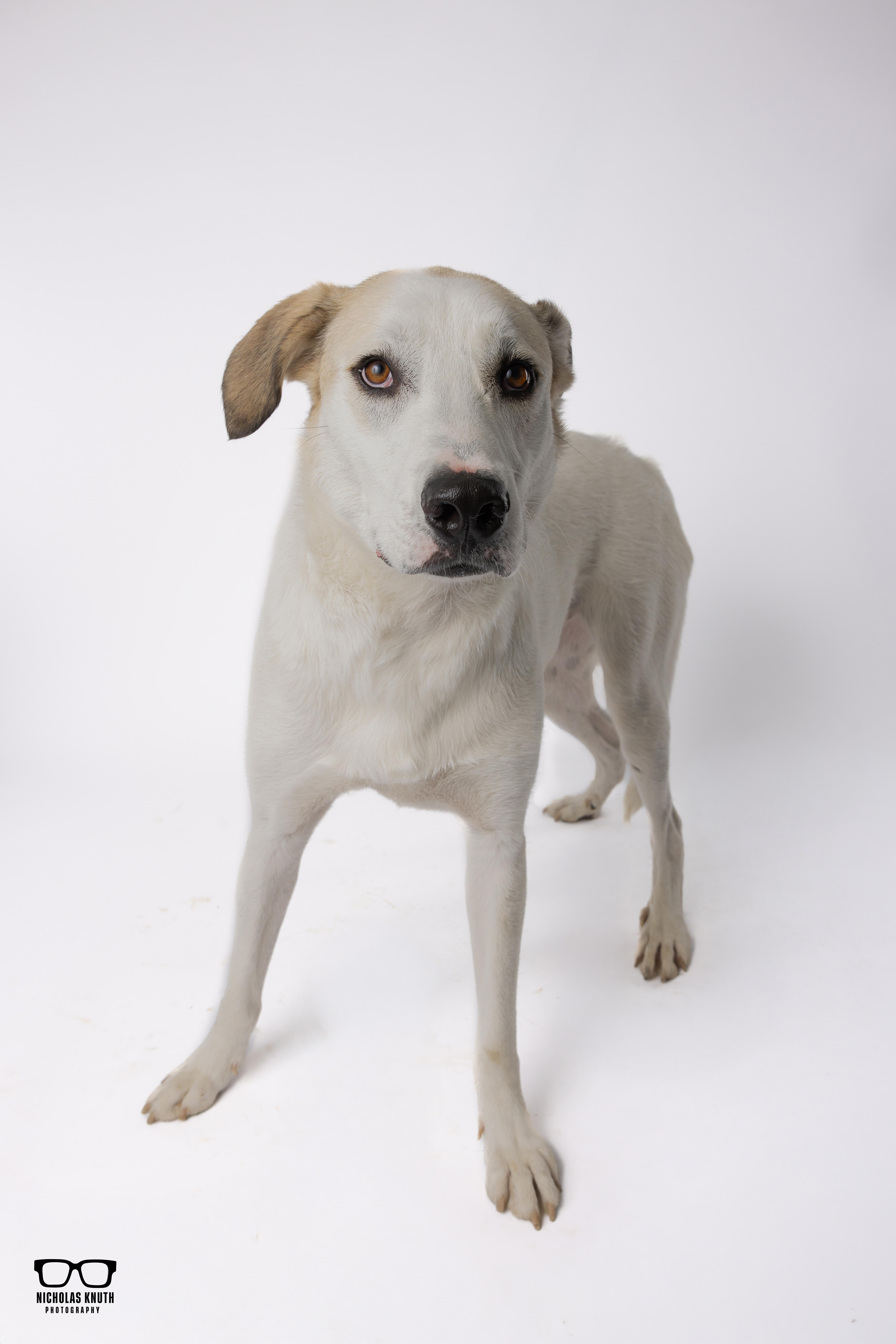 Enlarge Birch, a Adoptable mixed breed in Palatine, IL image 4/6