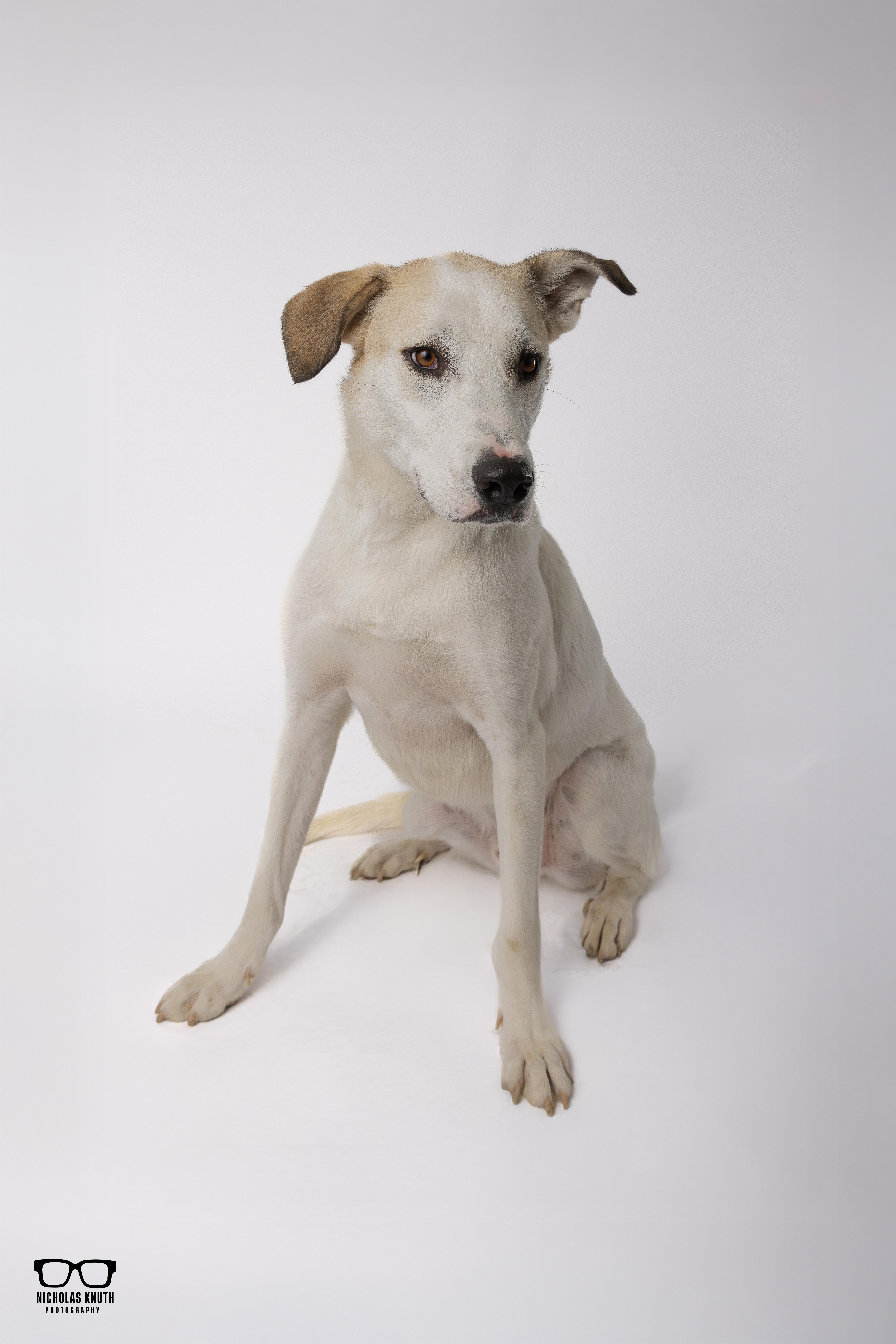 Enlarge Birch, a Adoptable mixed breed in Palatine, IL image 3/6