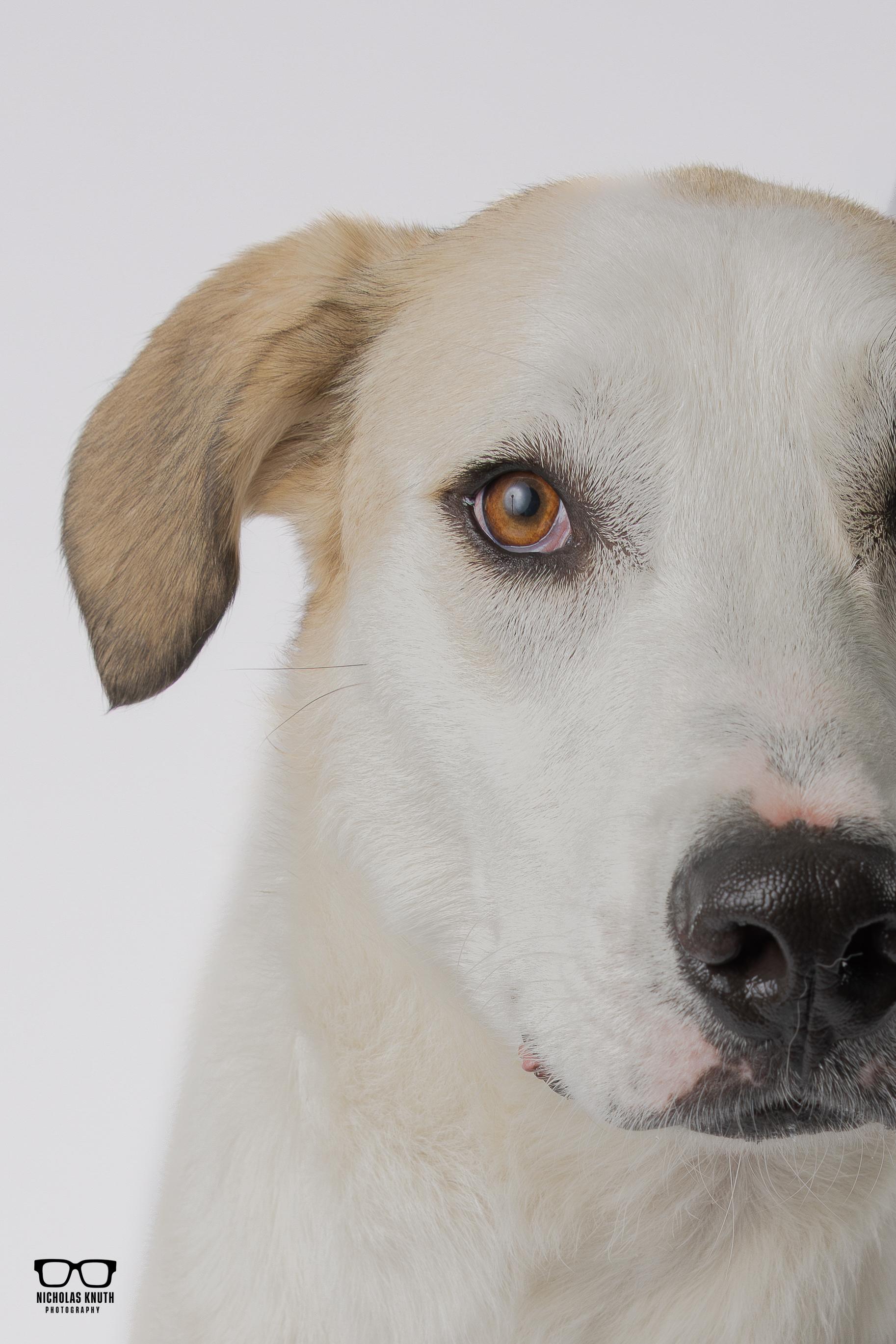 Birch, Adoptable, Young Male Great Pyrenees & Labrador Retriever.