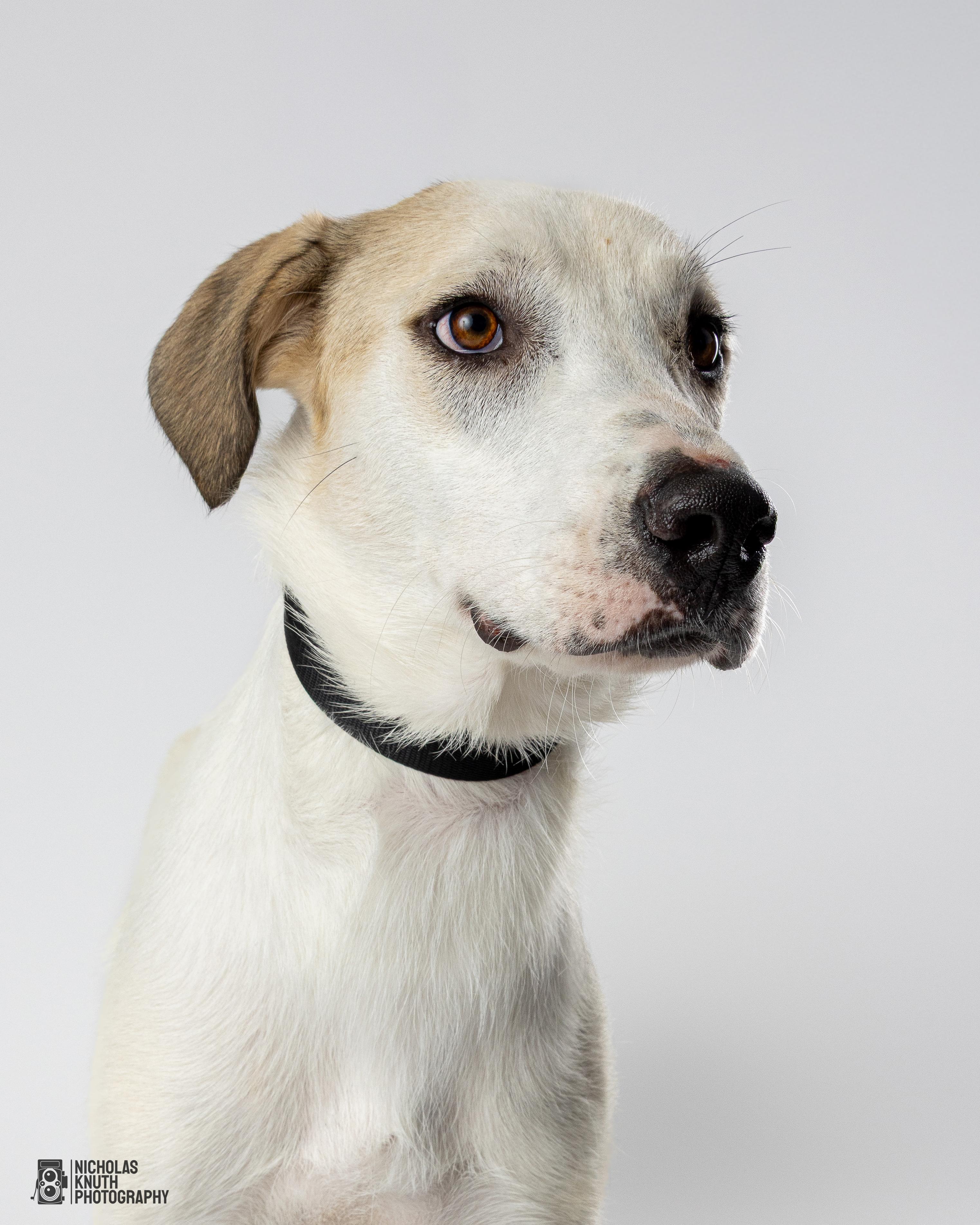 Birch, Adoptable, Young Male Great Pyrenees & Labrador Retriever.