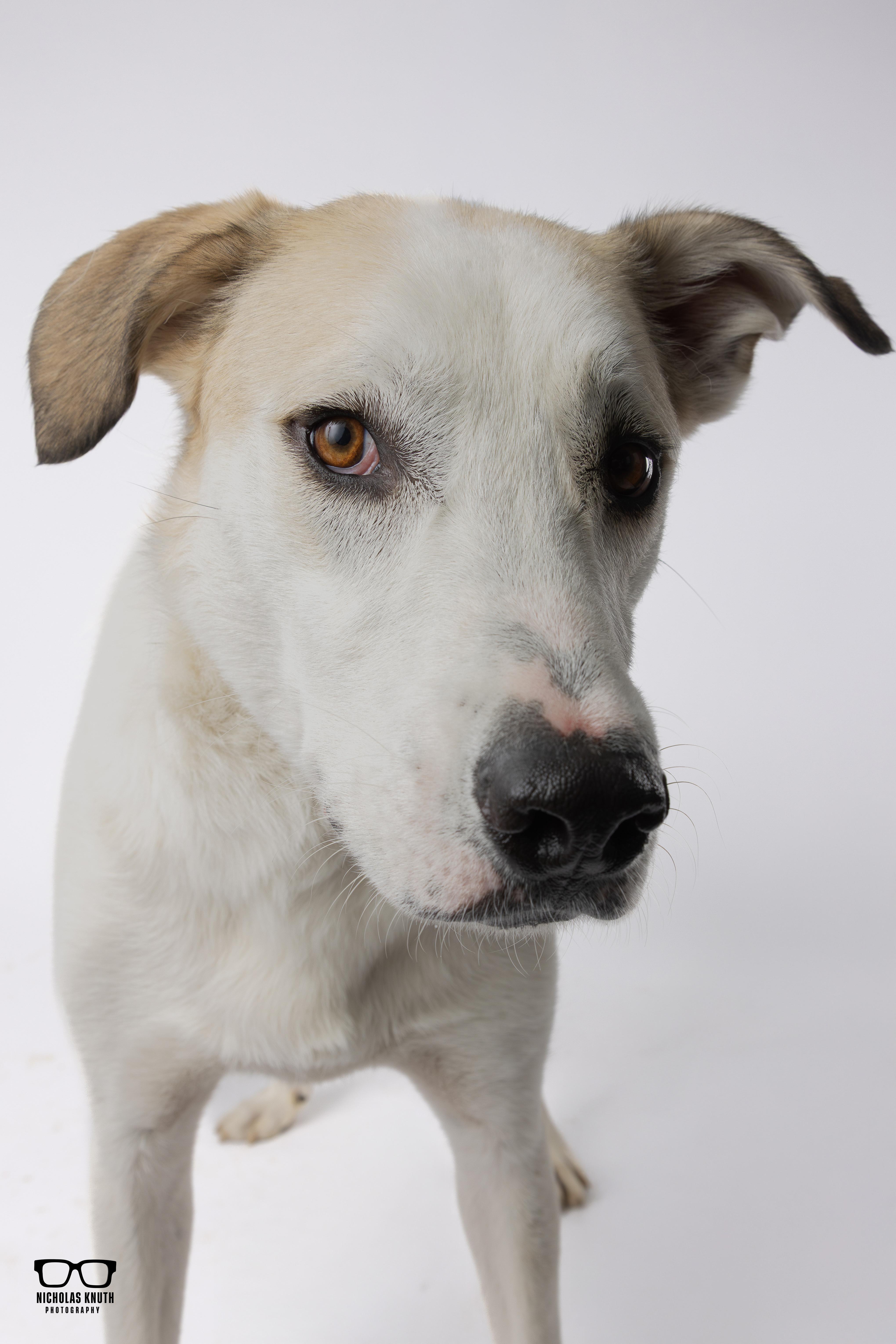 Enlarge Birch, a Adoptable mixed breed in Palatine, IL image 2/6