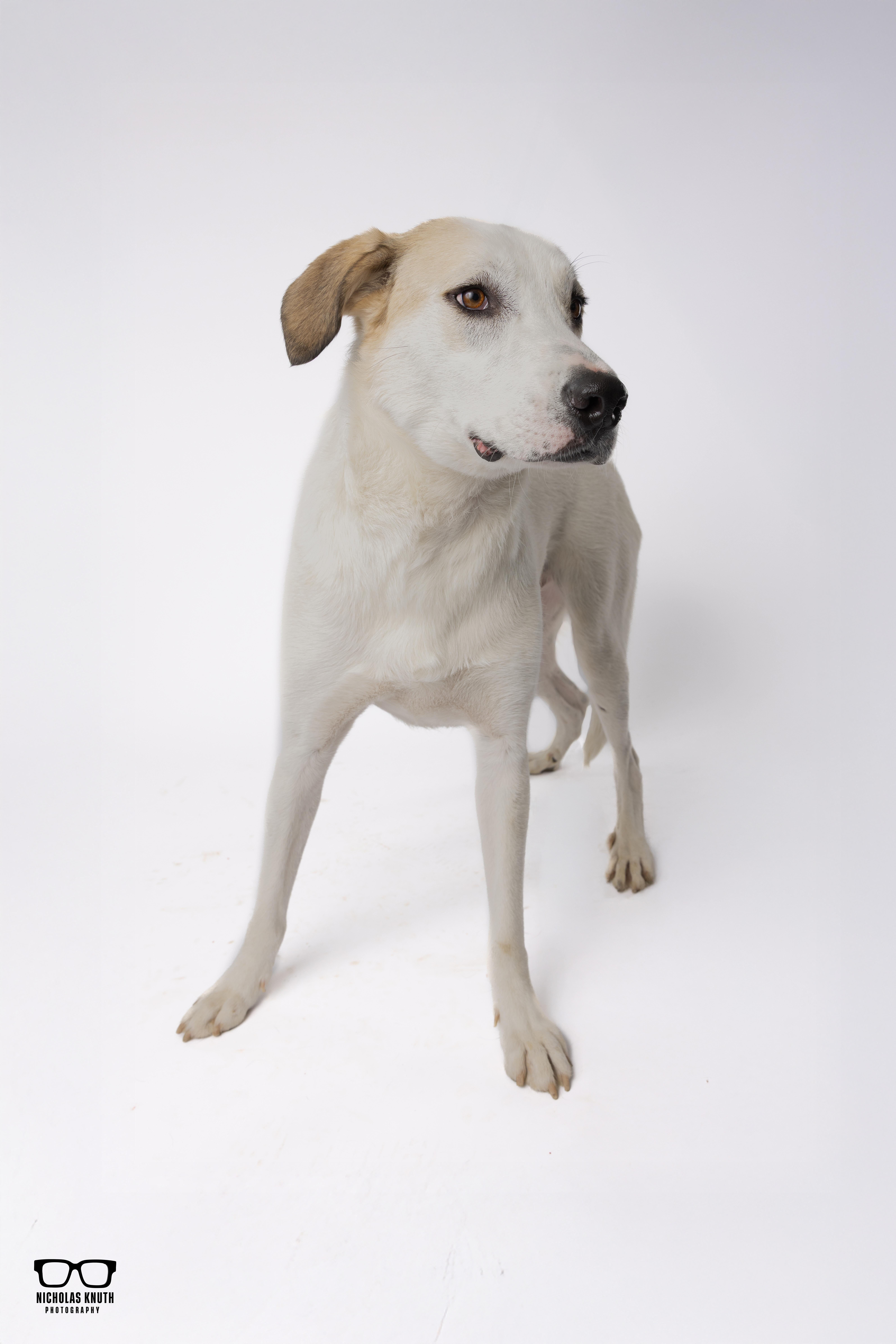 Enlarge Birch, a Adoptable mixed breed in Palatine, IL image 5/6