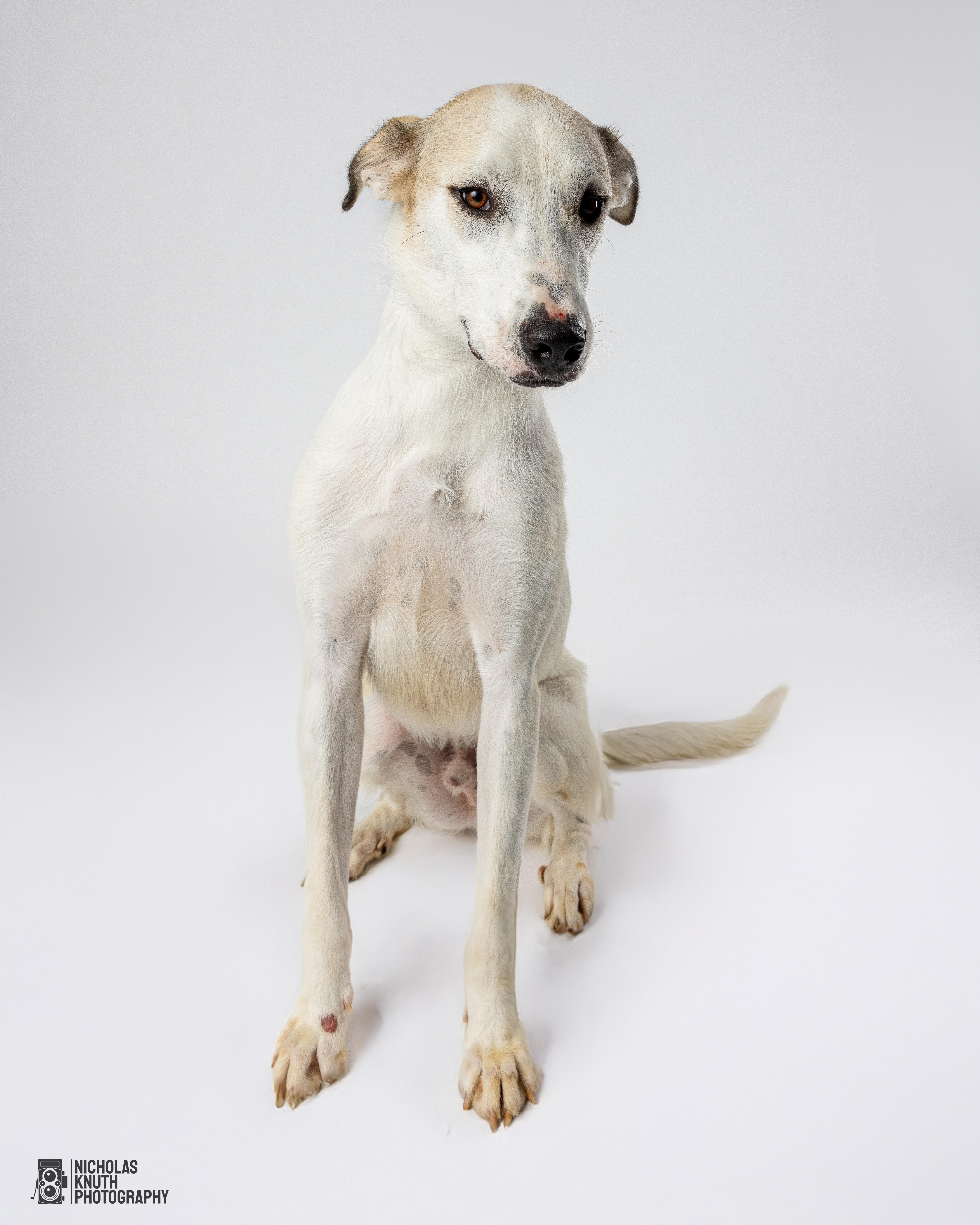 Birch, a Adoptable mixed breed in Palatine, IL image 2/2