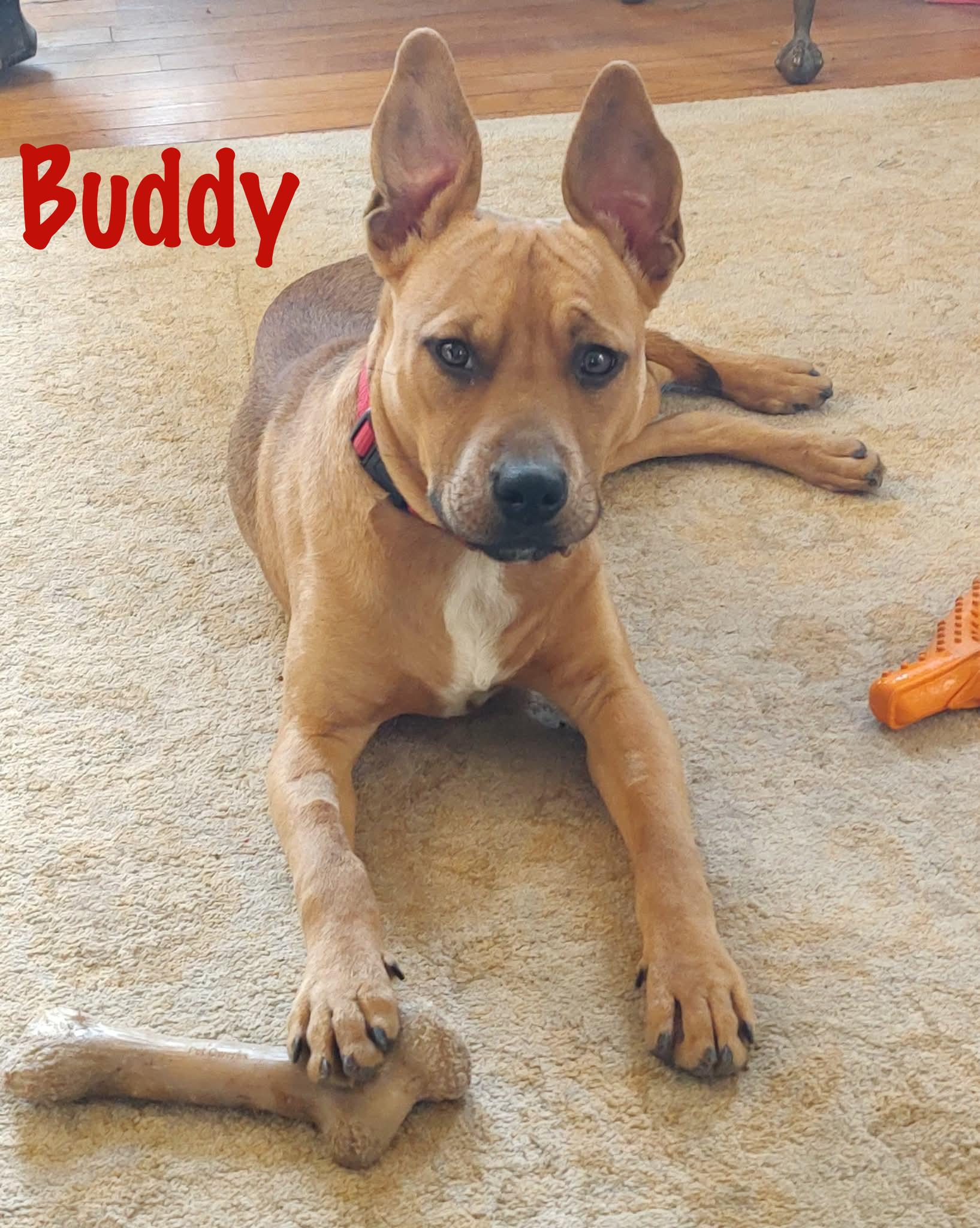 Buddy