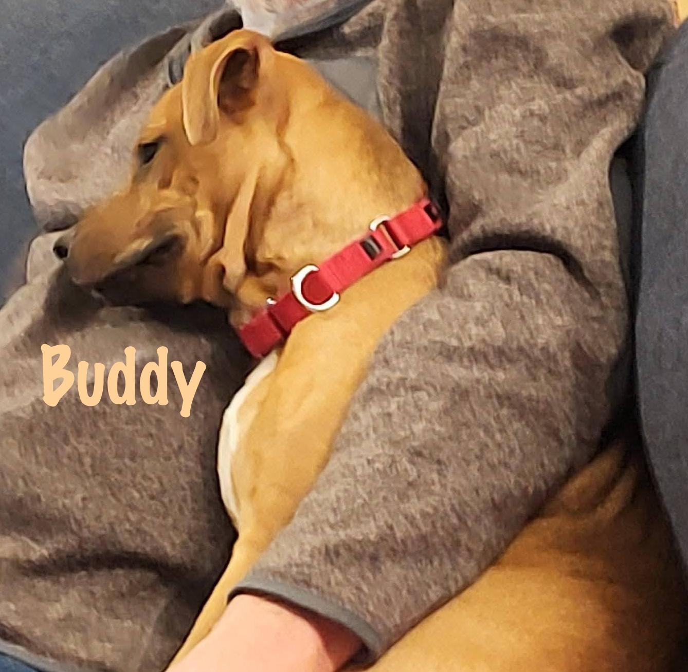 Enlarge Buddy, a Adoptable mixed breed in Elburn, IL image 2/6