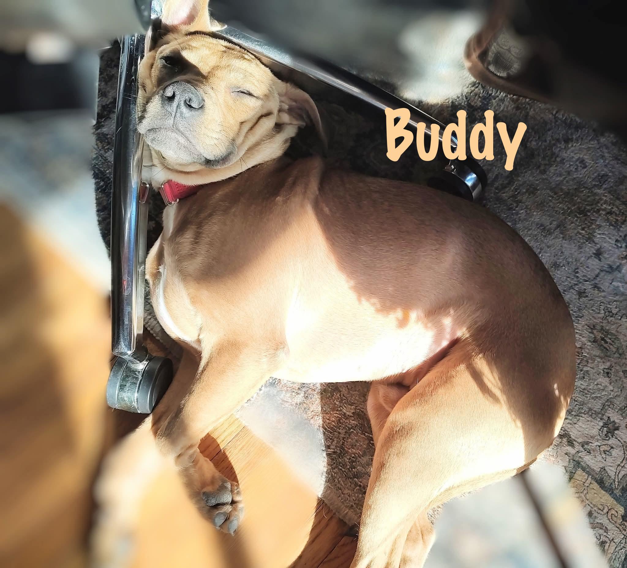 Buddy