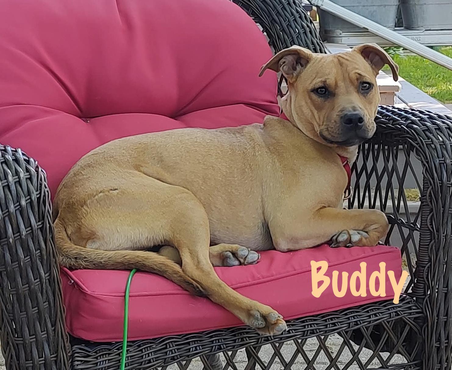 Enlarge Buddy, a Adoptable mixed breed in Elburn, IL image 5/6