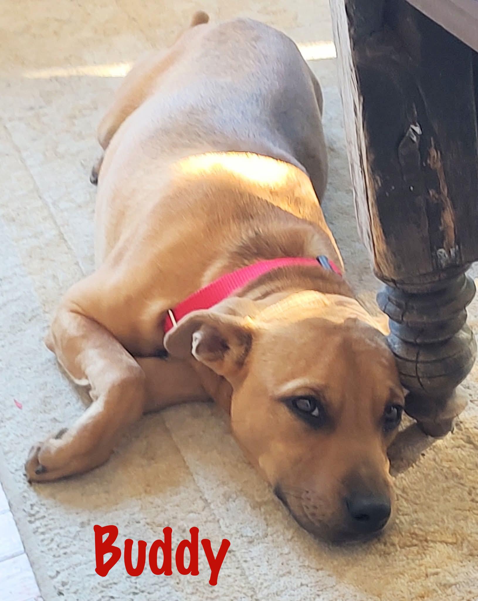 Enlarge Buddy, a Adoptable mixed breed in Elburn, IL image 6/6