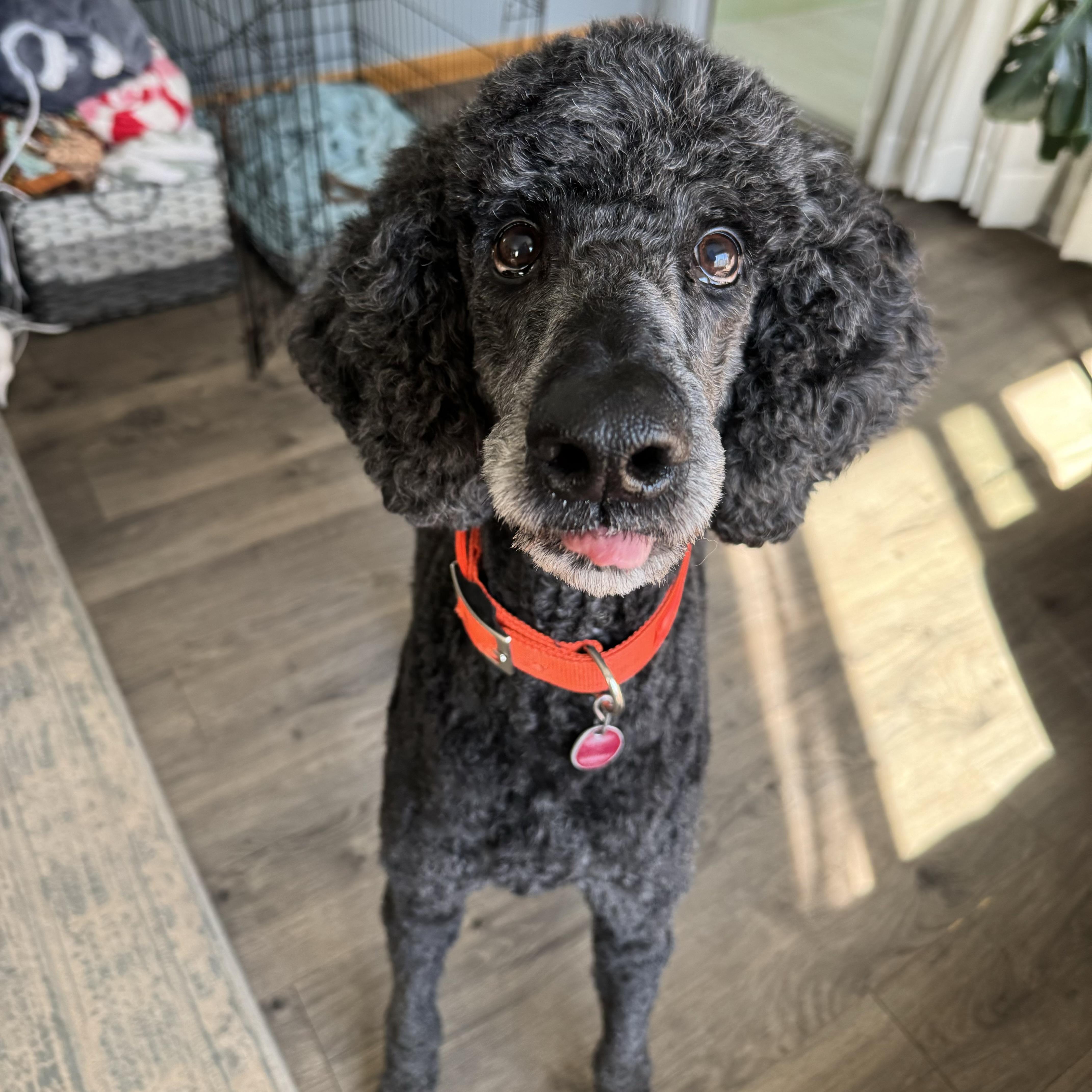 Enlarge Max, a ADOPTABLE Standard Poodle in China Township, MI image 2/6