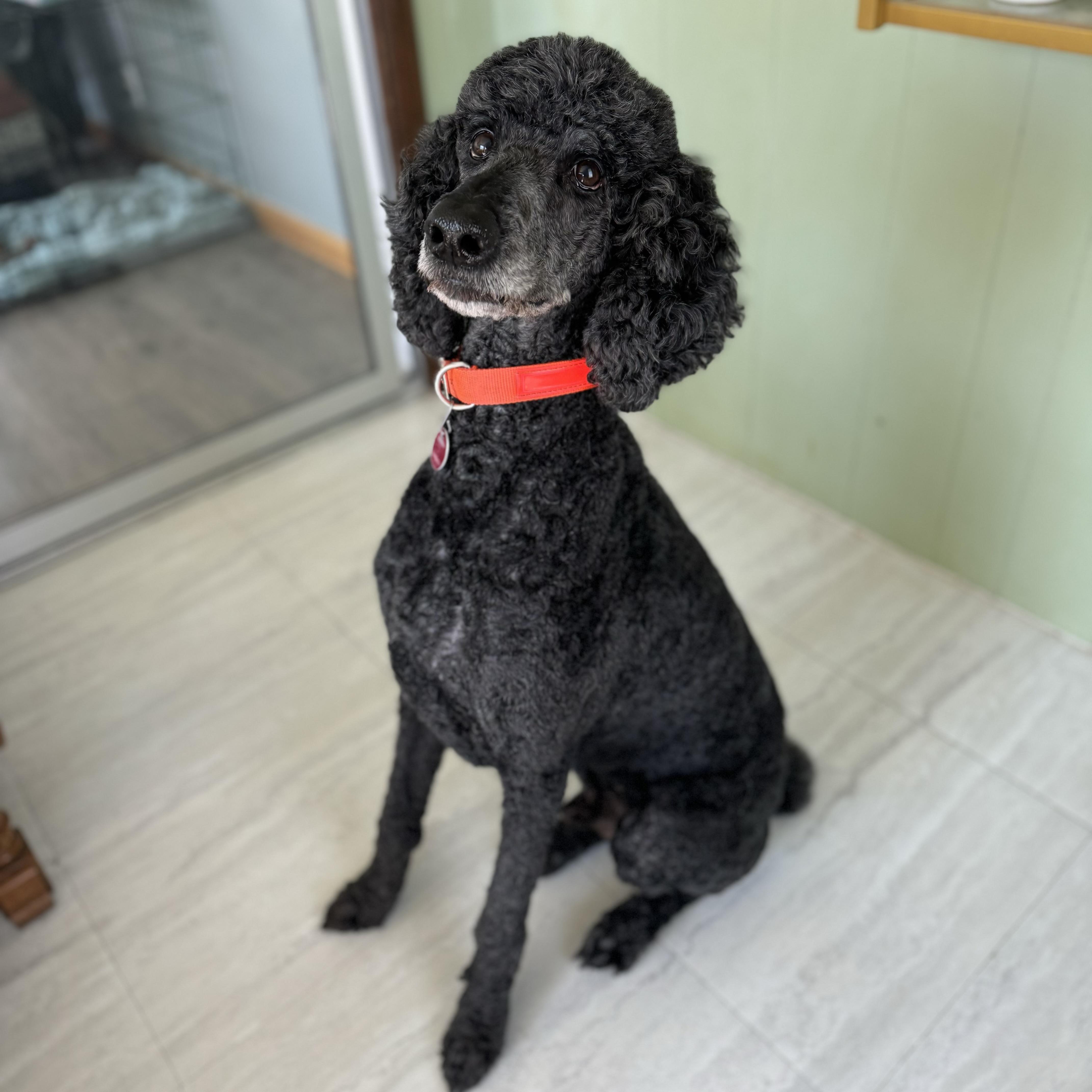 Max, ADOPTABLE, Adult Male Standard Poodle.