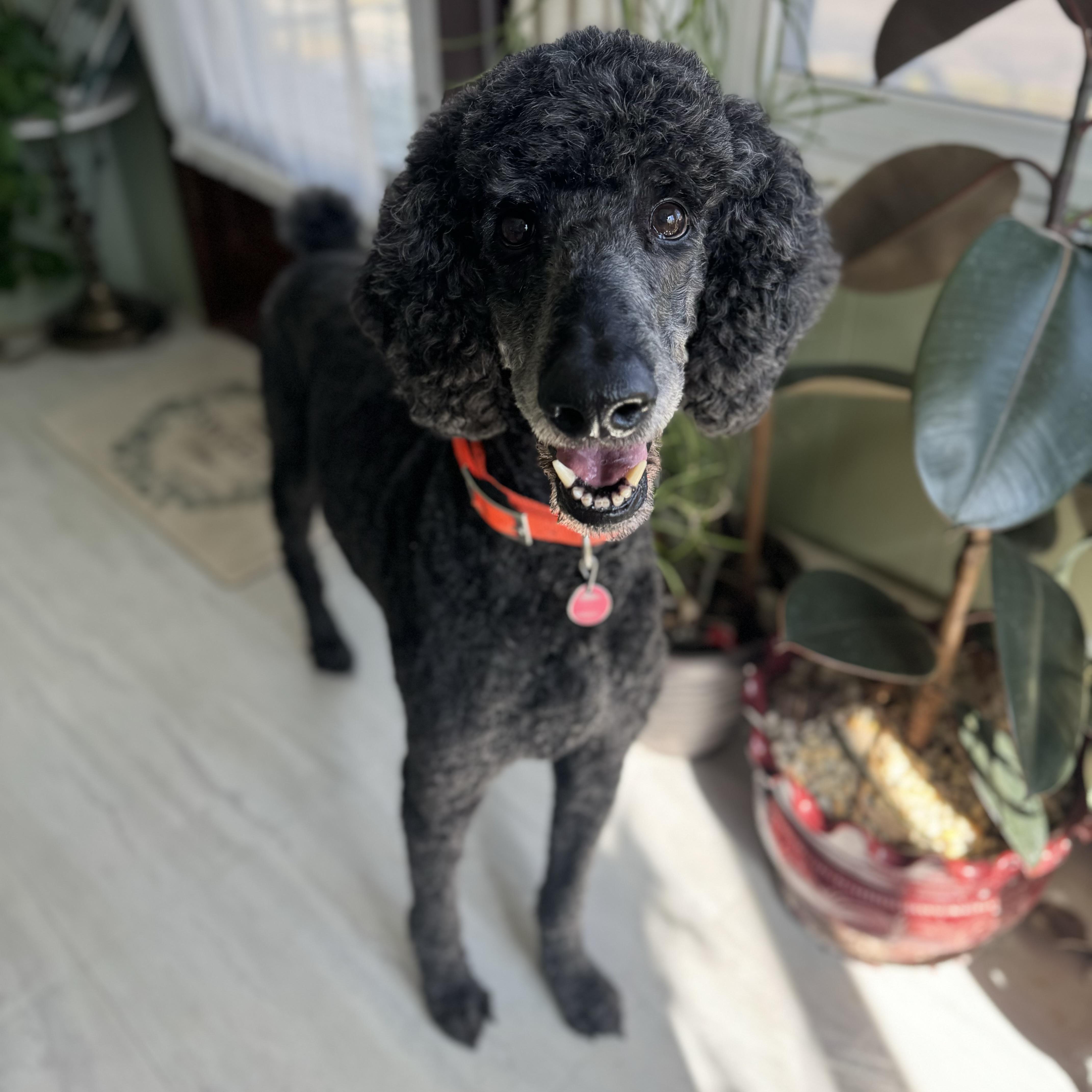 Enlarge Max, a ADOPTABLE Standard Poodle in China Township, MI image 5/6