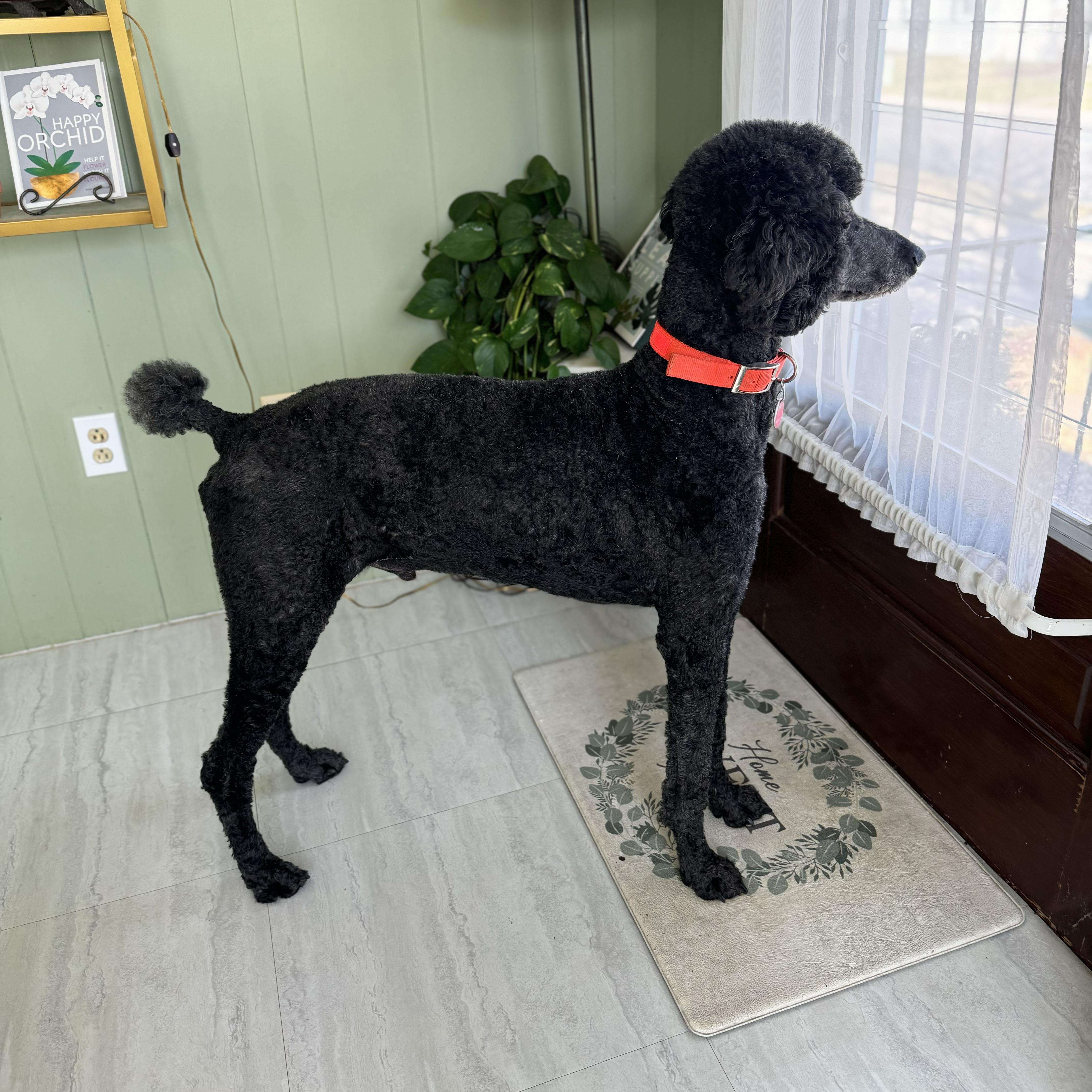 Enlarge Max, a ADOPTABLE Standard Poodle in China Township, MI image 3/6
