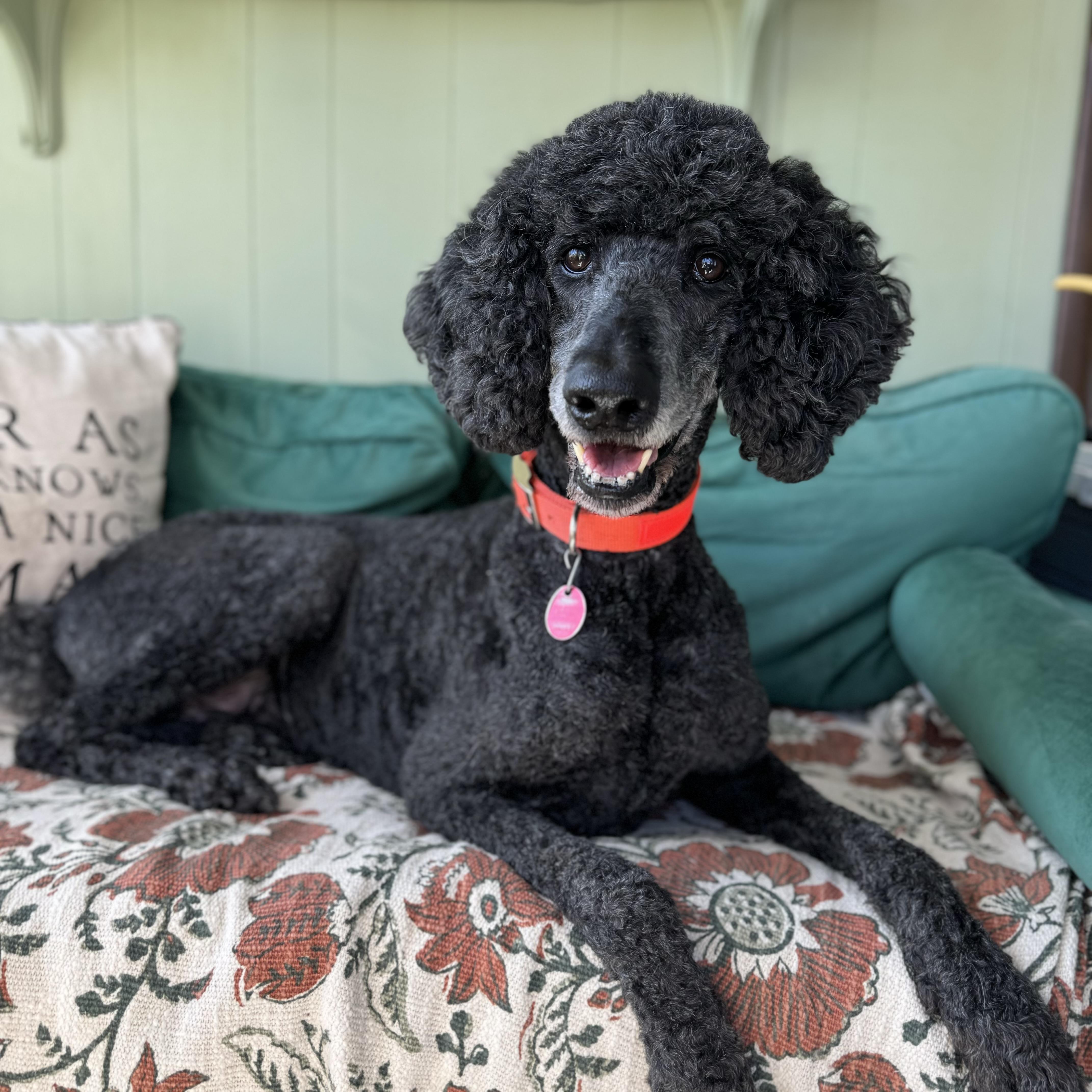 Enlarge Max, a ADOPTABLE Standard Poodle in China Township, MI image 4/6