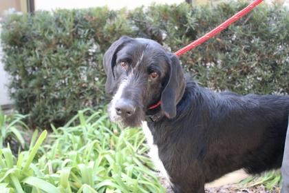 Enlarge Sirius Black, a Adoptable mixed breed in Brunswick, GA image 1/2
