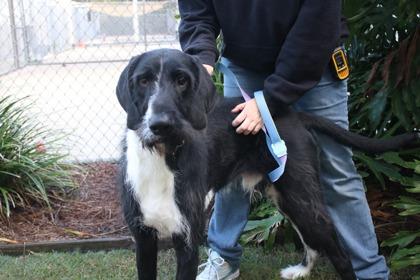 Enlarge Sirius Black, a Adoptable mixed breed in Brunswick, GA image 2/2