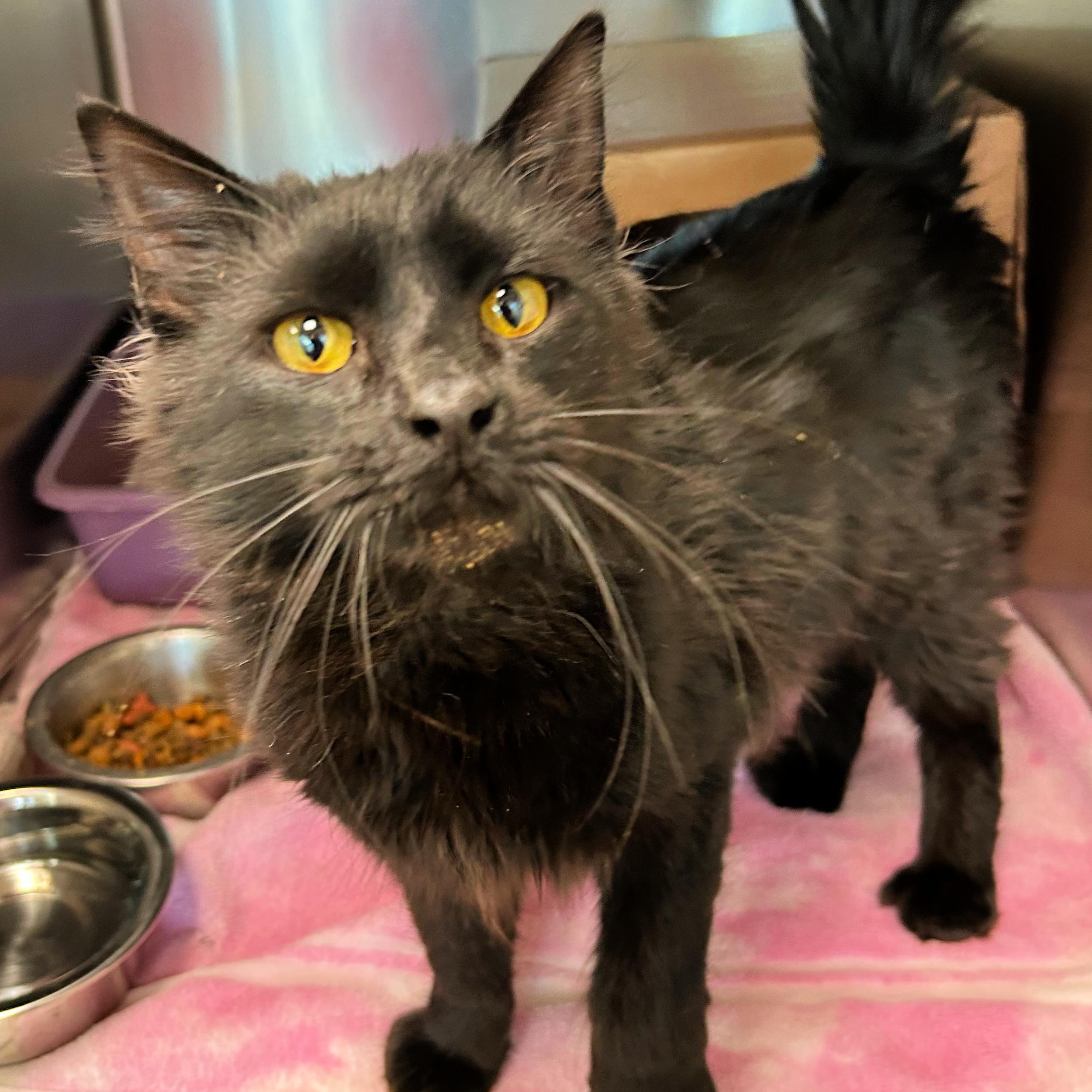 Enlarge Comet, a ADOPTABLE mixed breed in Lindon, UT image 1/1