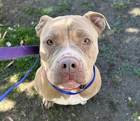 VANILLA, Adoptable, Adult Female Pit Bull Terrier.