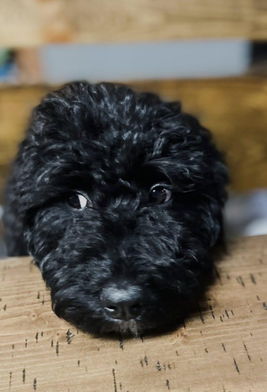 Holly, ADOPTABLE, Young Female Poodle & Bernese Mountain Dog.
