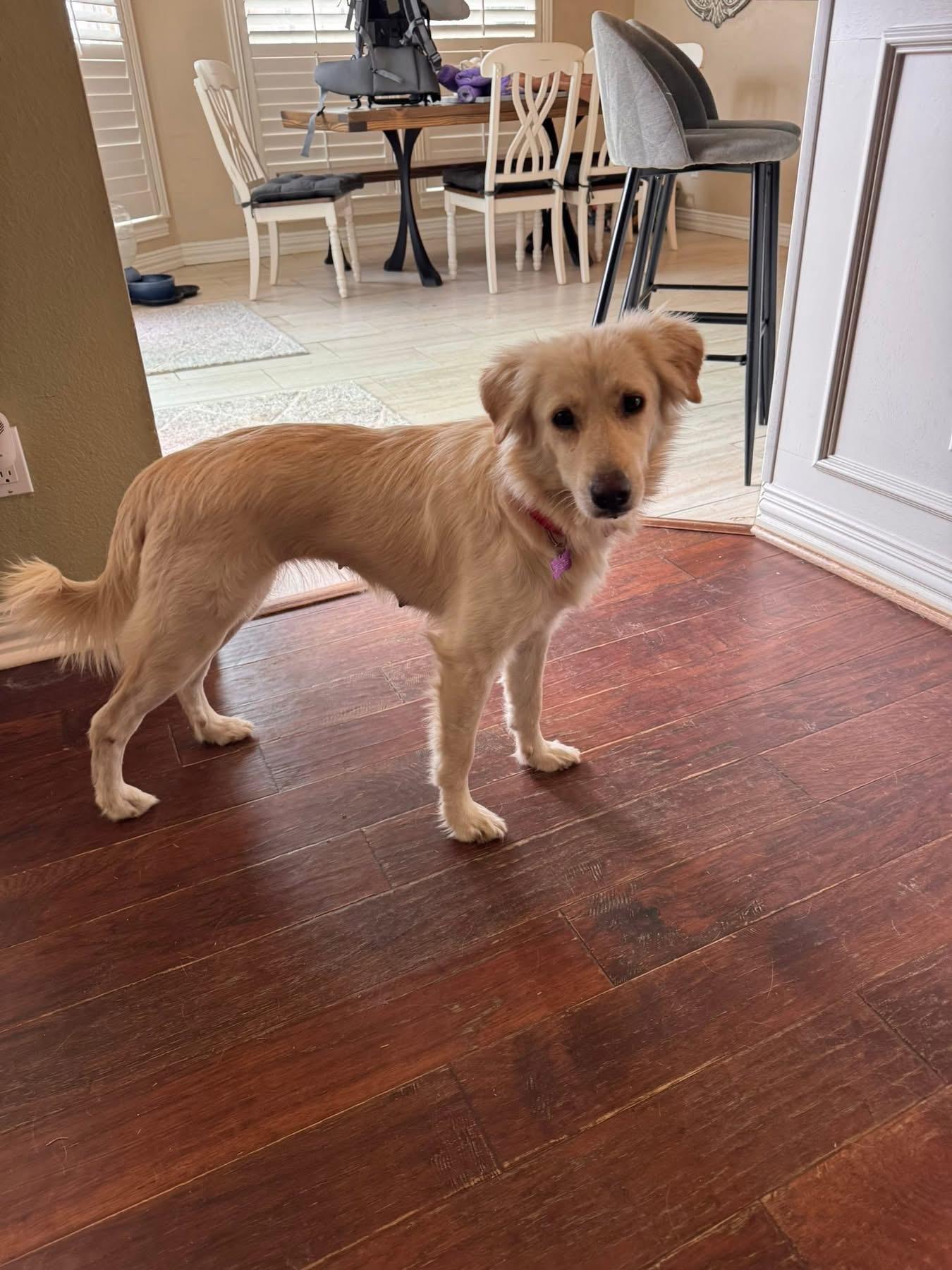 Pammie, an adopted Golden Retriever in Southlake, TX image 5/5