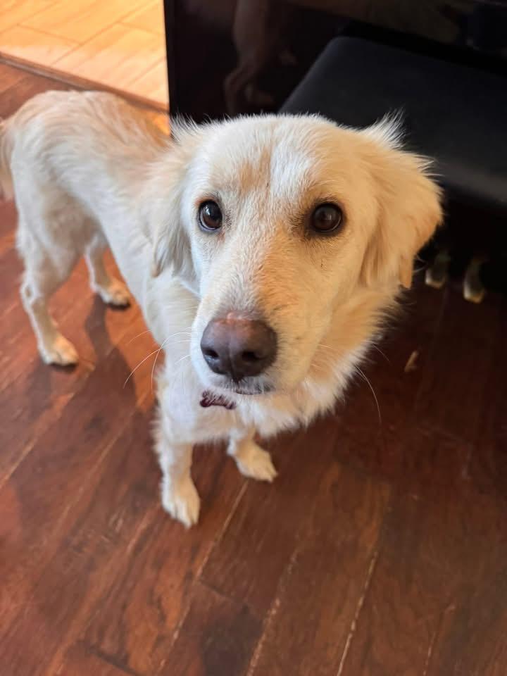 Pammie, an adopted Golden Retriever in Southlake, TX image 2/5