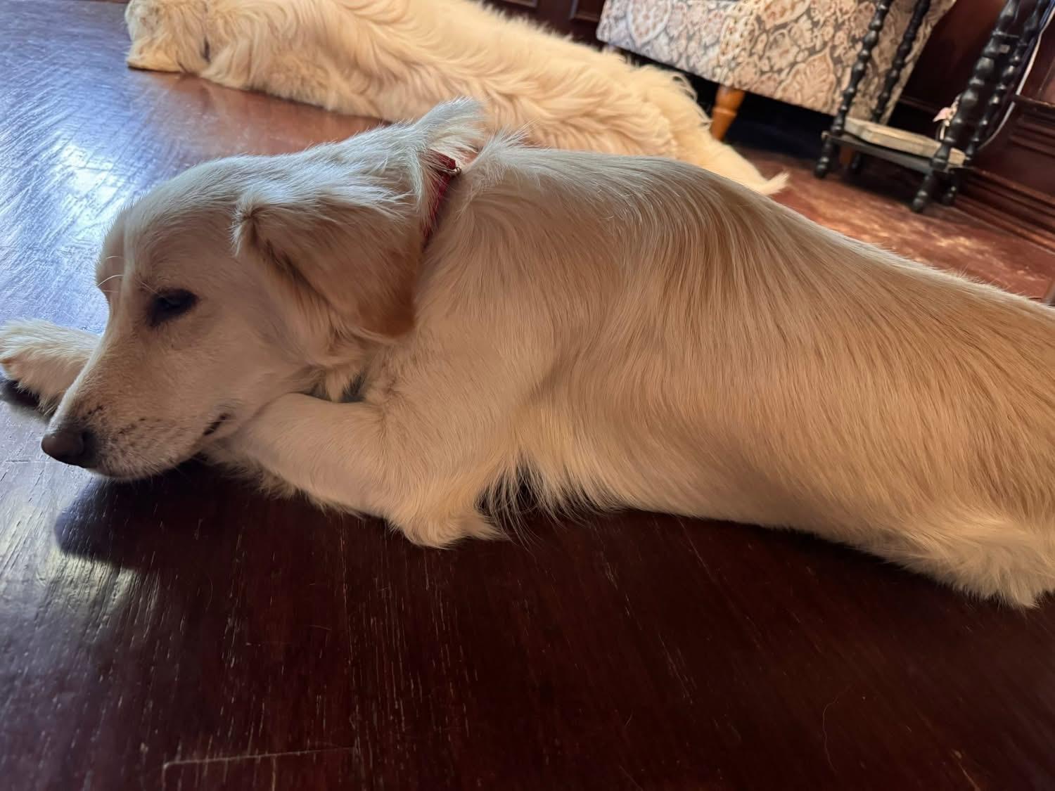 Pammie, an adopted Golden Retriever in Southlake, TX image 3/5