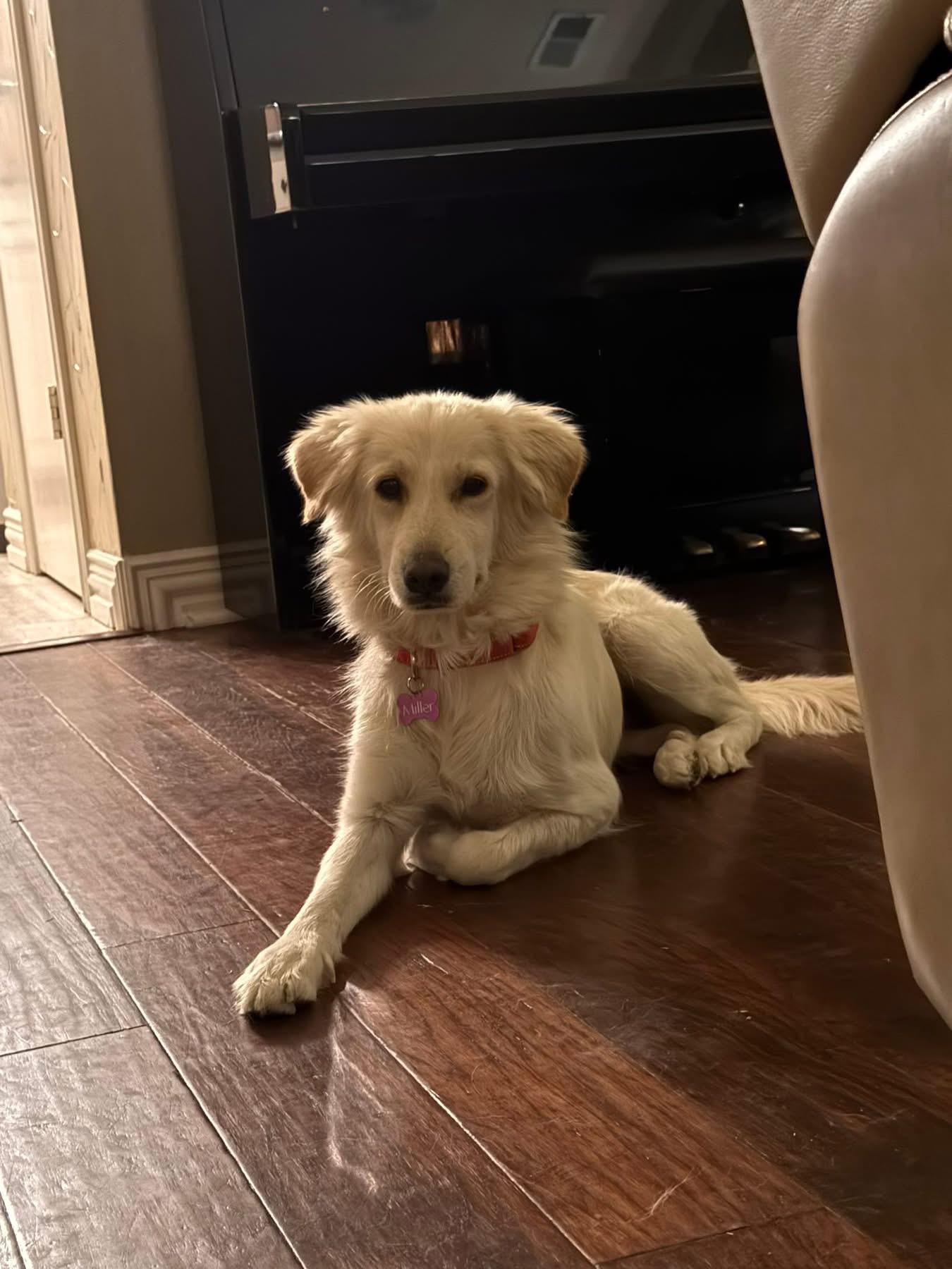 Pammie, an adopted Golden Retriever in Southlake, TX image 4/5