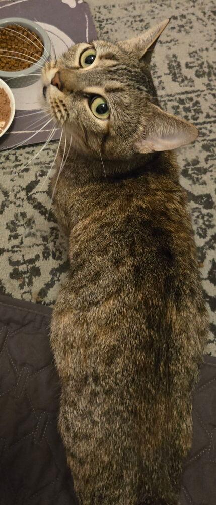 Eagles: Witchy Woman, a Adoptable mixed breed in Warren, CT image 5/6
