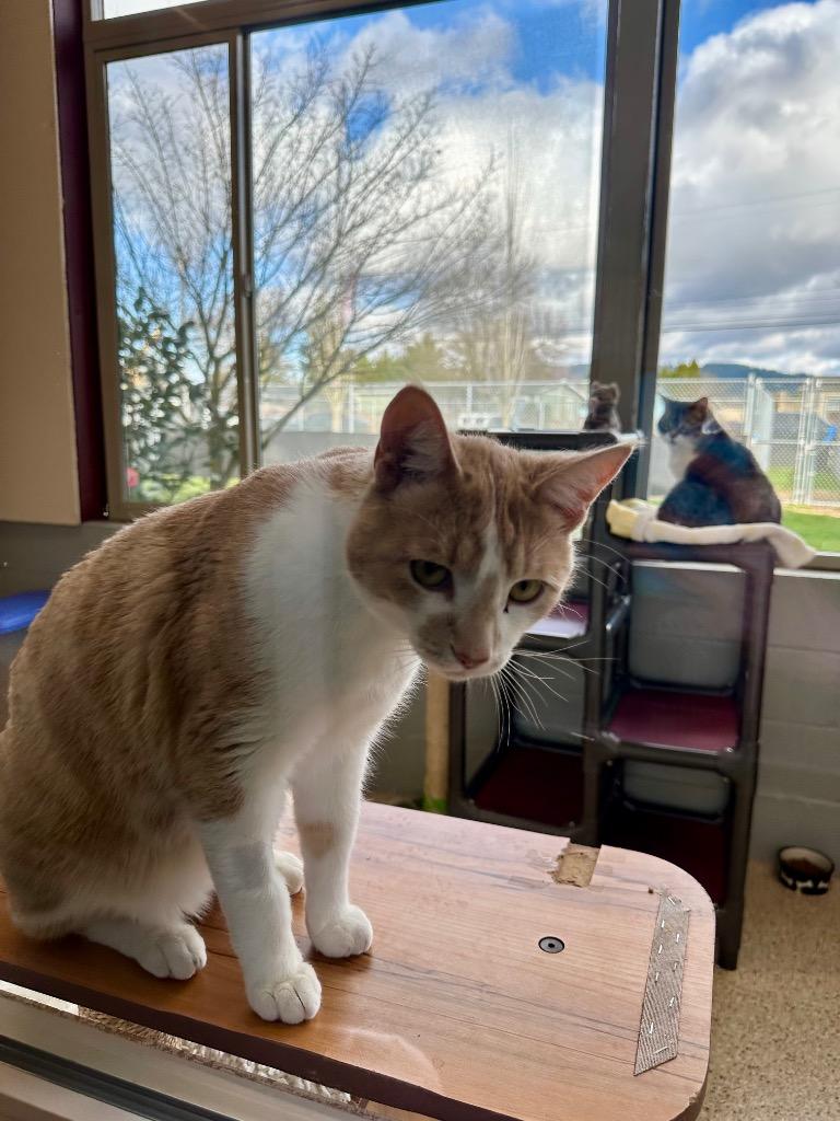 Sunny - Sponsored by Jane Bicquette, Adoptable, Adult Male Domestic Short Hair.