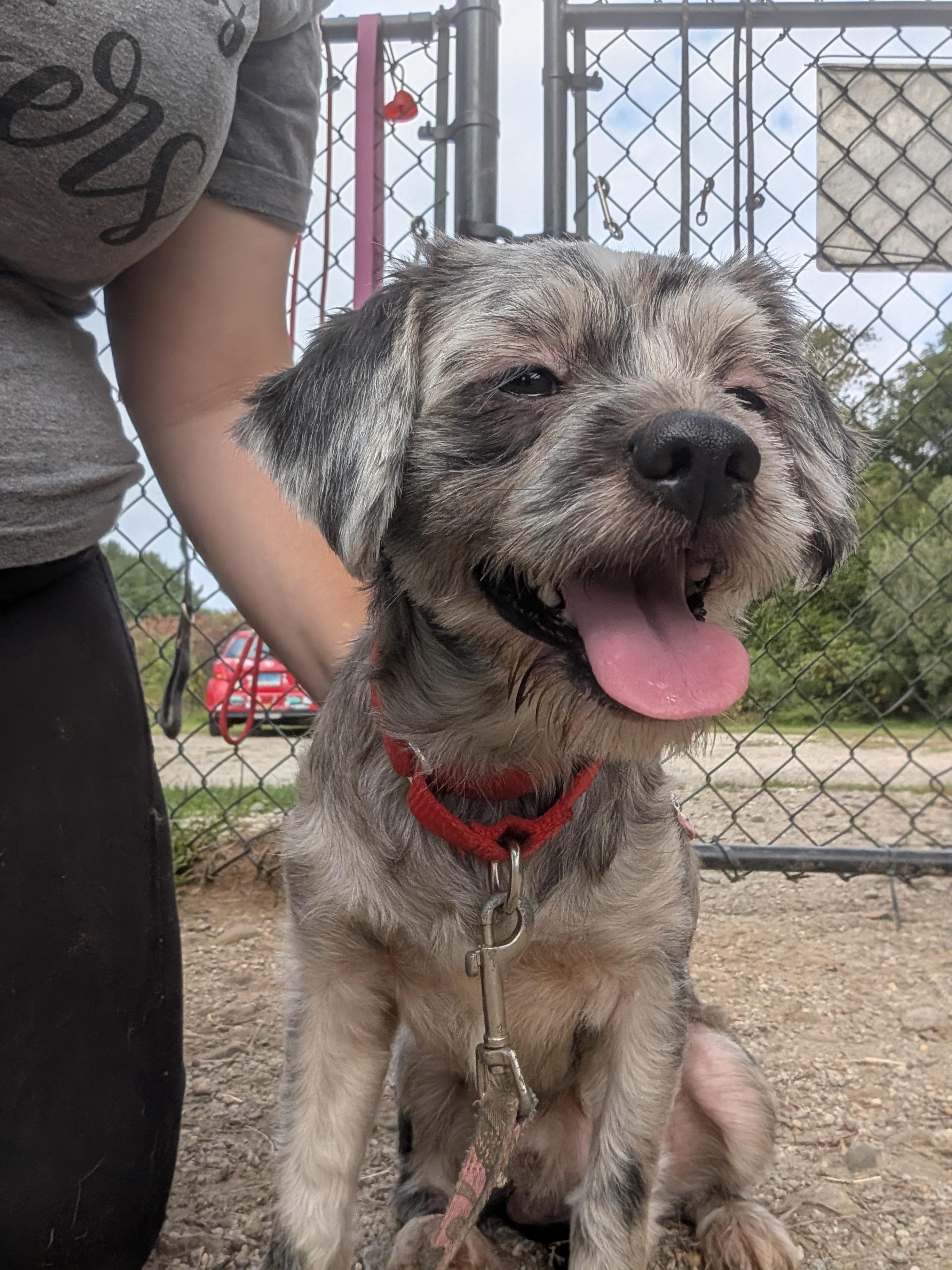 Enlarge Cesar Salad, a Adoptable mixed breed in Mansfield Center, CT image 1/6