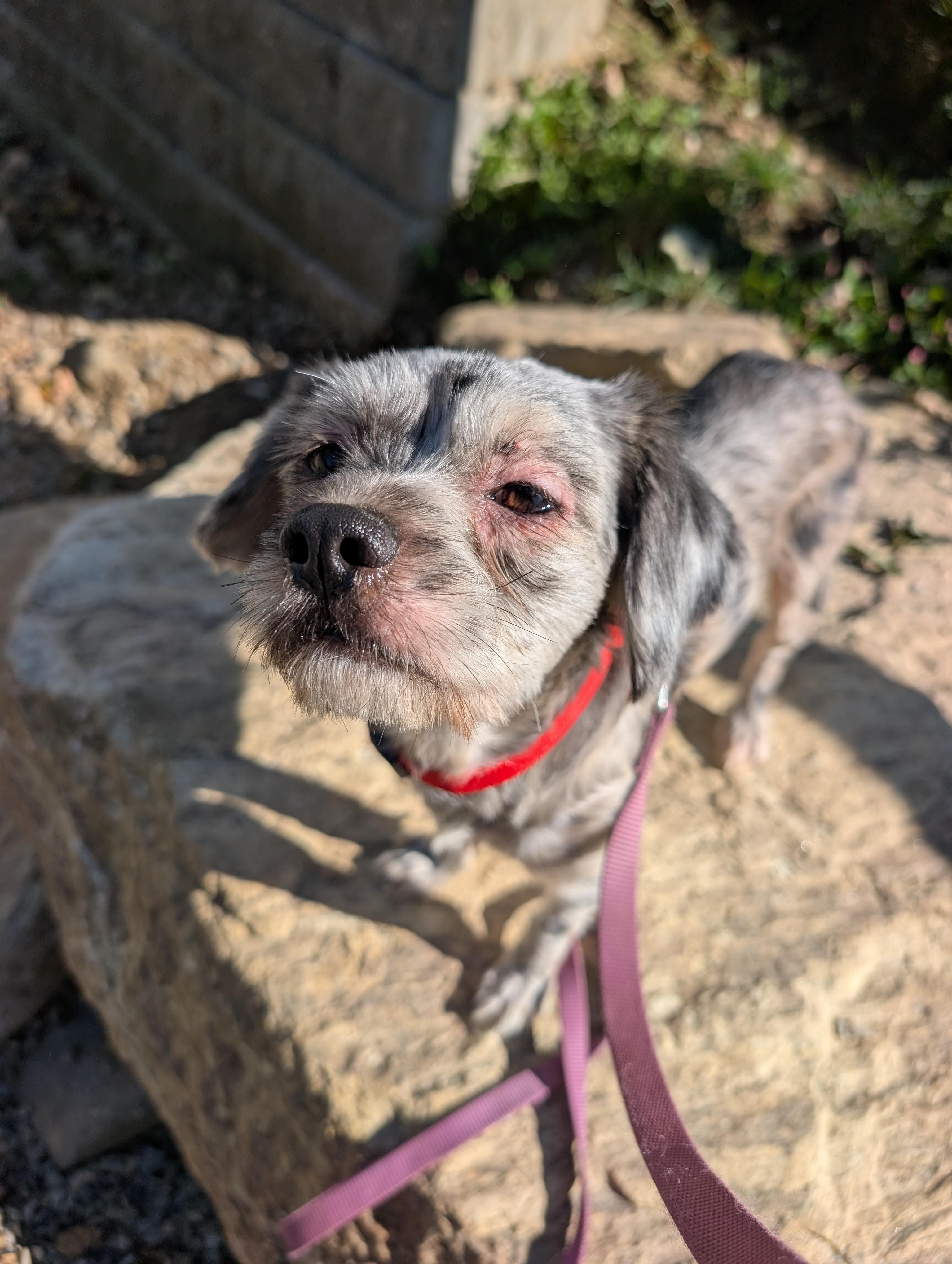 Enlarge Cesar Salad, a Adoptable mixed breed in Mansfield Center, CT image 5/6