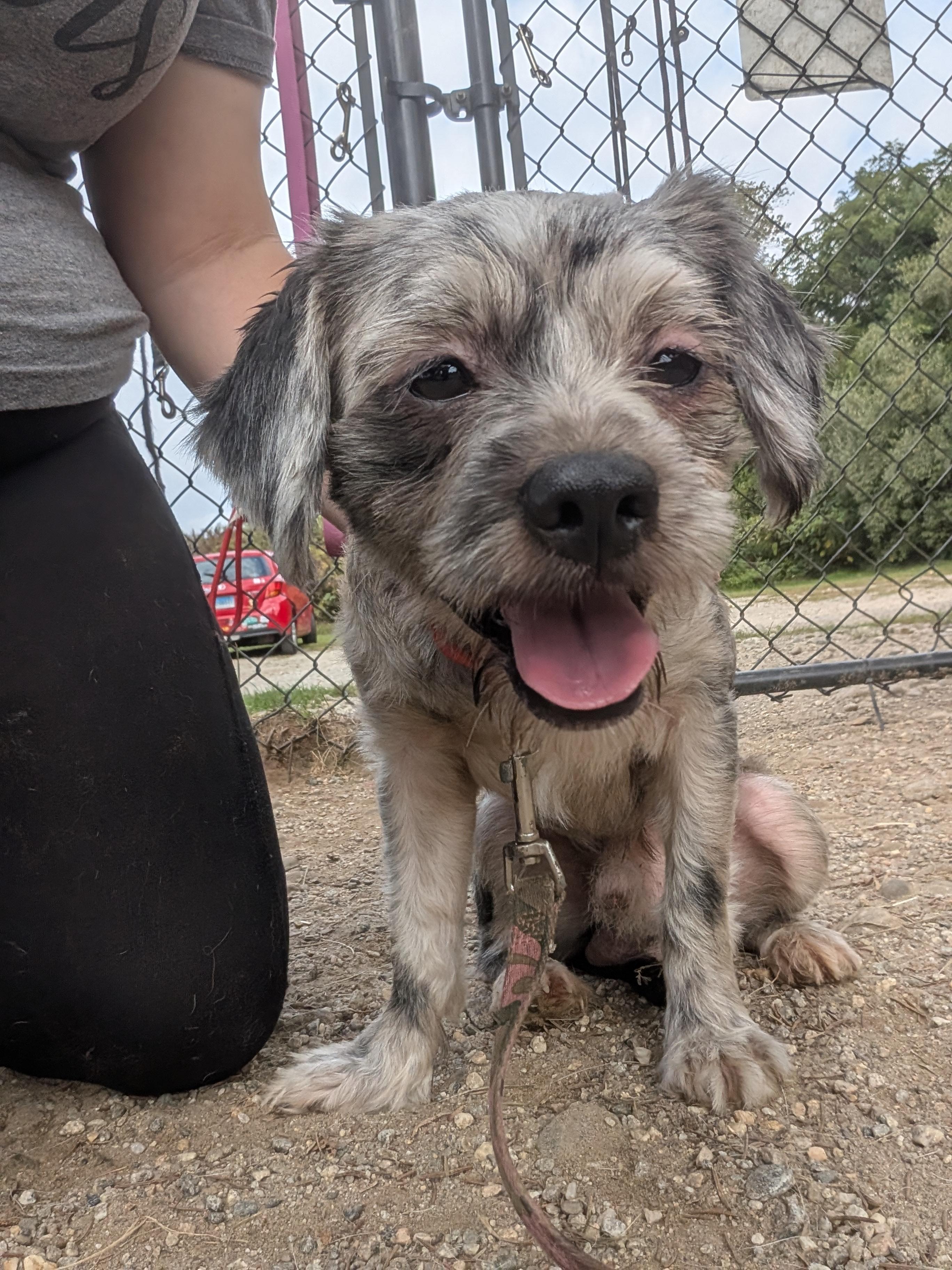 Enlarge Cesar Salad, a Adoptable mixed breed in Mansfield Center, CT image 2/6